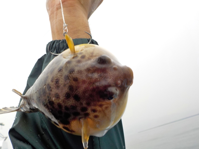 湾フグ仕掛けは自作が釣れる ハンドプレッサーは必需品 激安釣具は釣れるよね