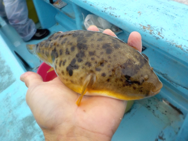 湾フグ釣りフグ4種類 本音の美味しい食べ方 ショウサイフグ ヒガンフグ トラフグ サバフグまで 激安釣具は釣れるよね